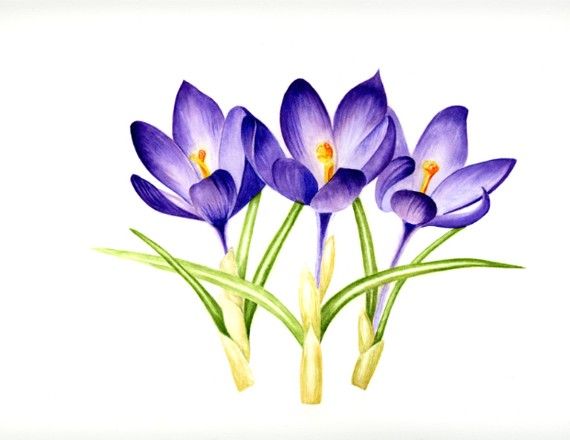 1000+ images about Tattoo You | Pink flower tattoos ...