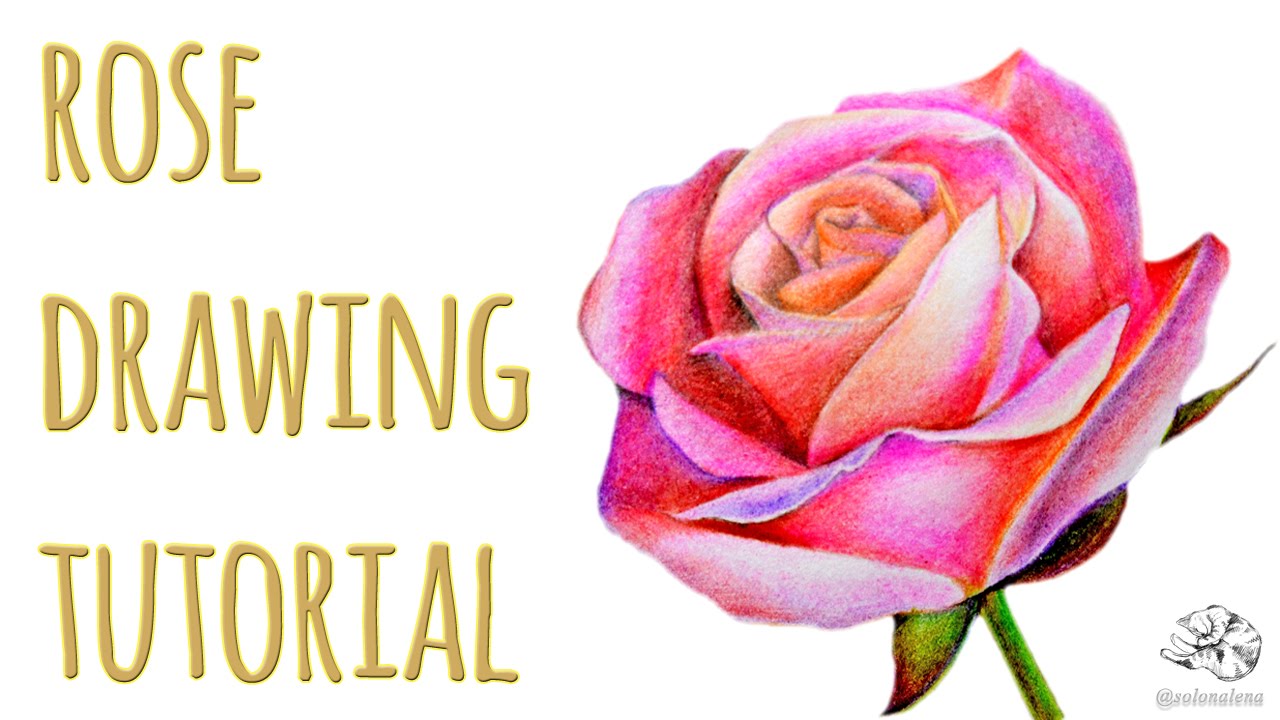 40 Beautiful Flower Drawings and Realistic Color Pencil Drawings