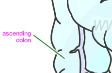 Large Intestine Diagram