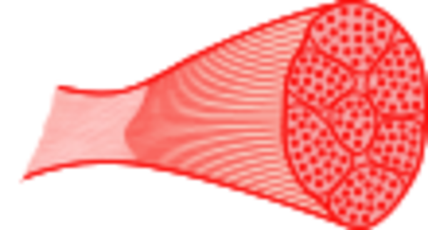 Skeletal muscle - vector Clip Art