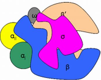 Mechanism_Of_Transcription