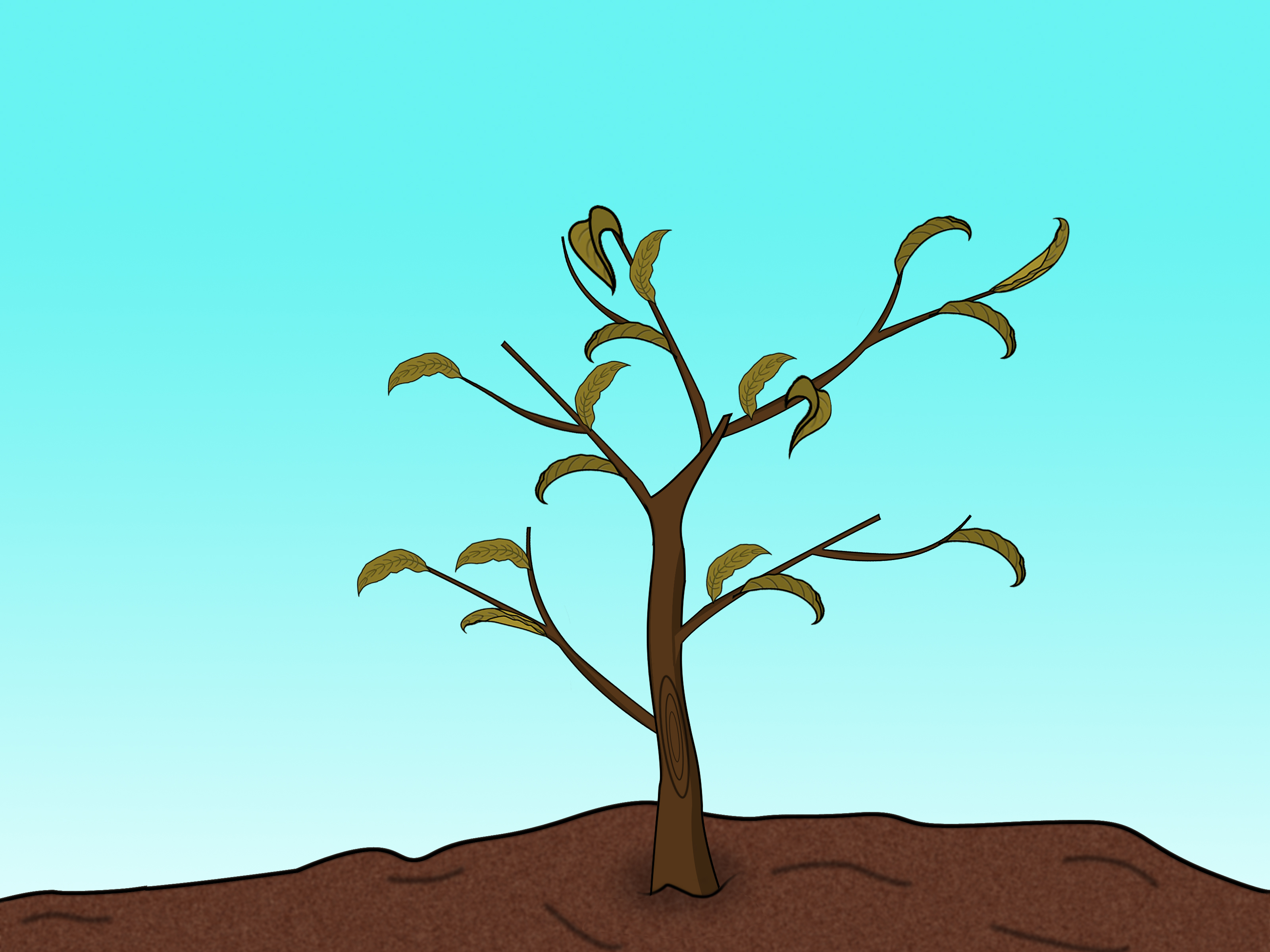 Prune-a-Peach-Tree-Step-12.jpg