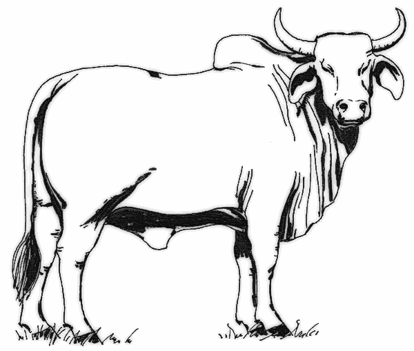 Sitting cow clipart