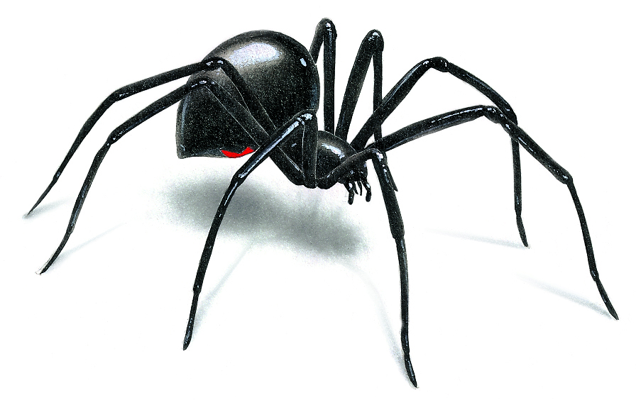 Black Widow Spider Art