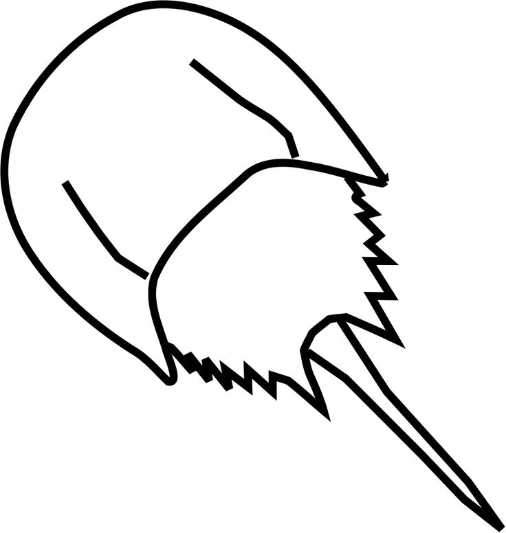 1000+ images about CSH Animals | Biology, Coloring ...