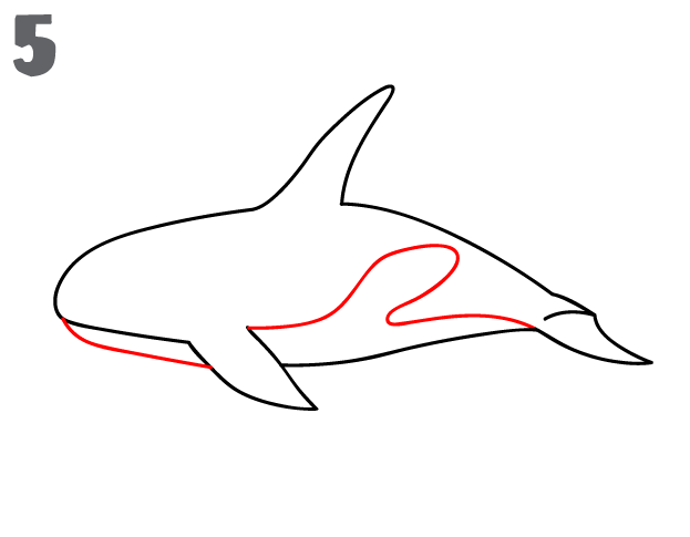 How To Draw a Killer Whale - Step-by-Step