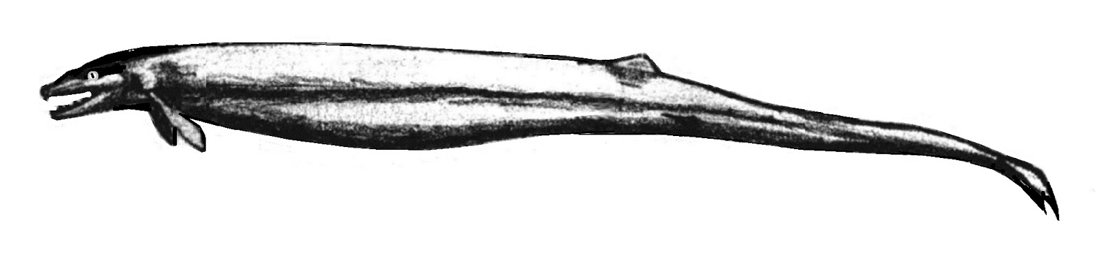 Frontiers of Zoology: Whale Scale