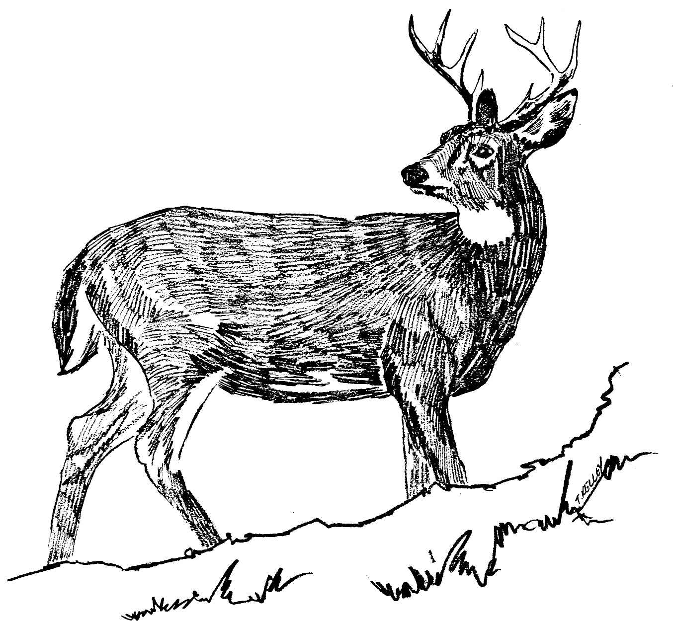Deer Buck Drawings Black And White