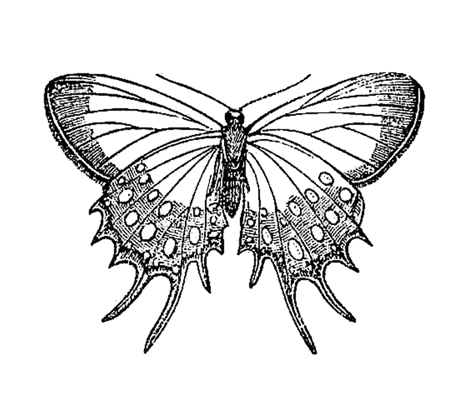 Vintage Insect Clip Art Butterfly Graphic Design From Natural ...