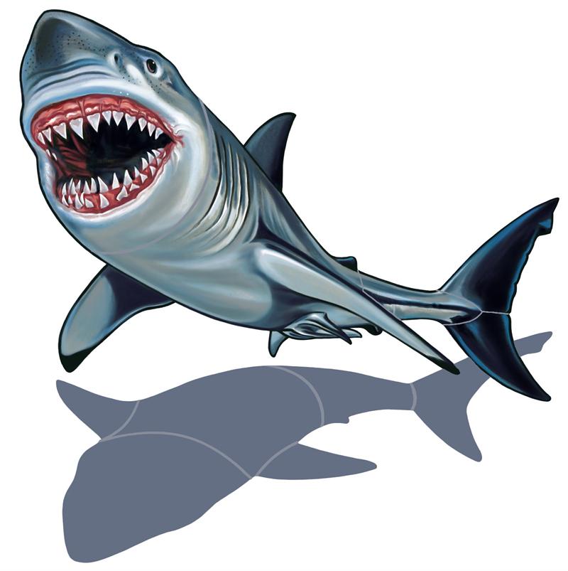 Great white shark clip art