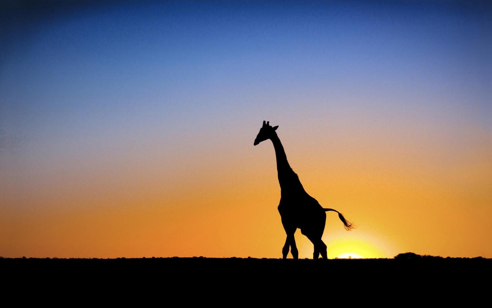 Elephant And Giraffe Wallpaper - Viewing Gallery