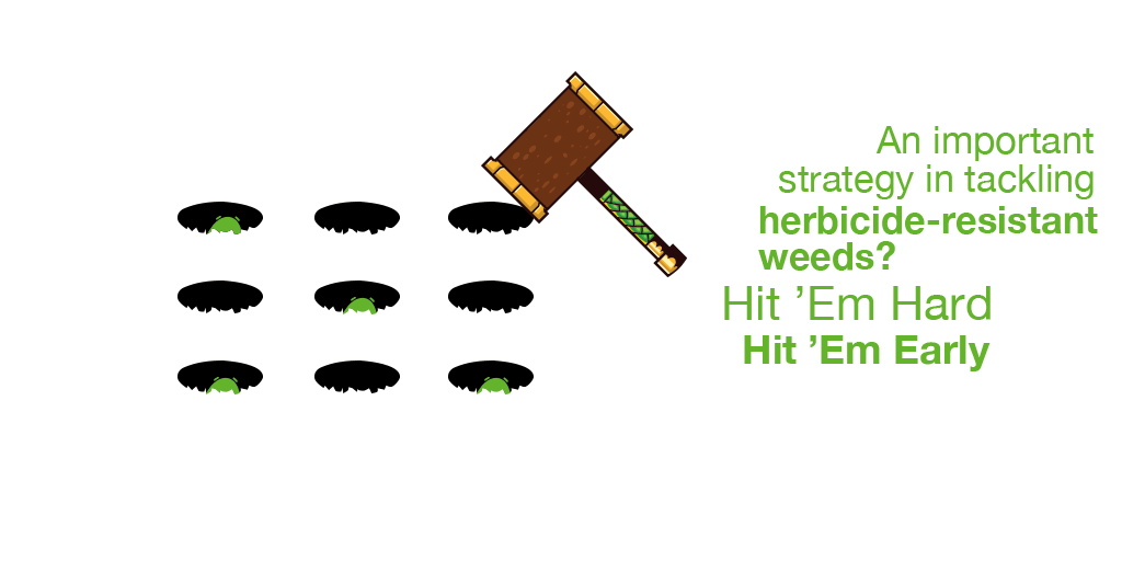 Press information about BayerÂ´s Integrated Weed Management ...