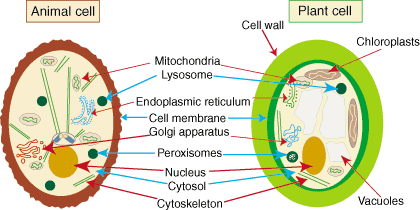 SparkNotes: Cell Differences: Plant Cells