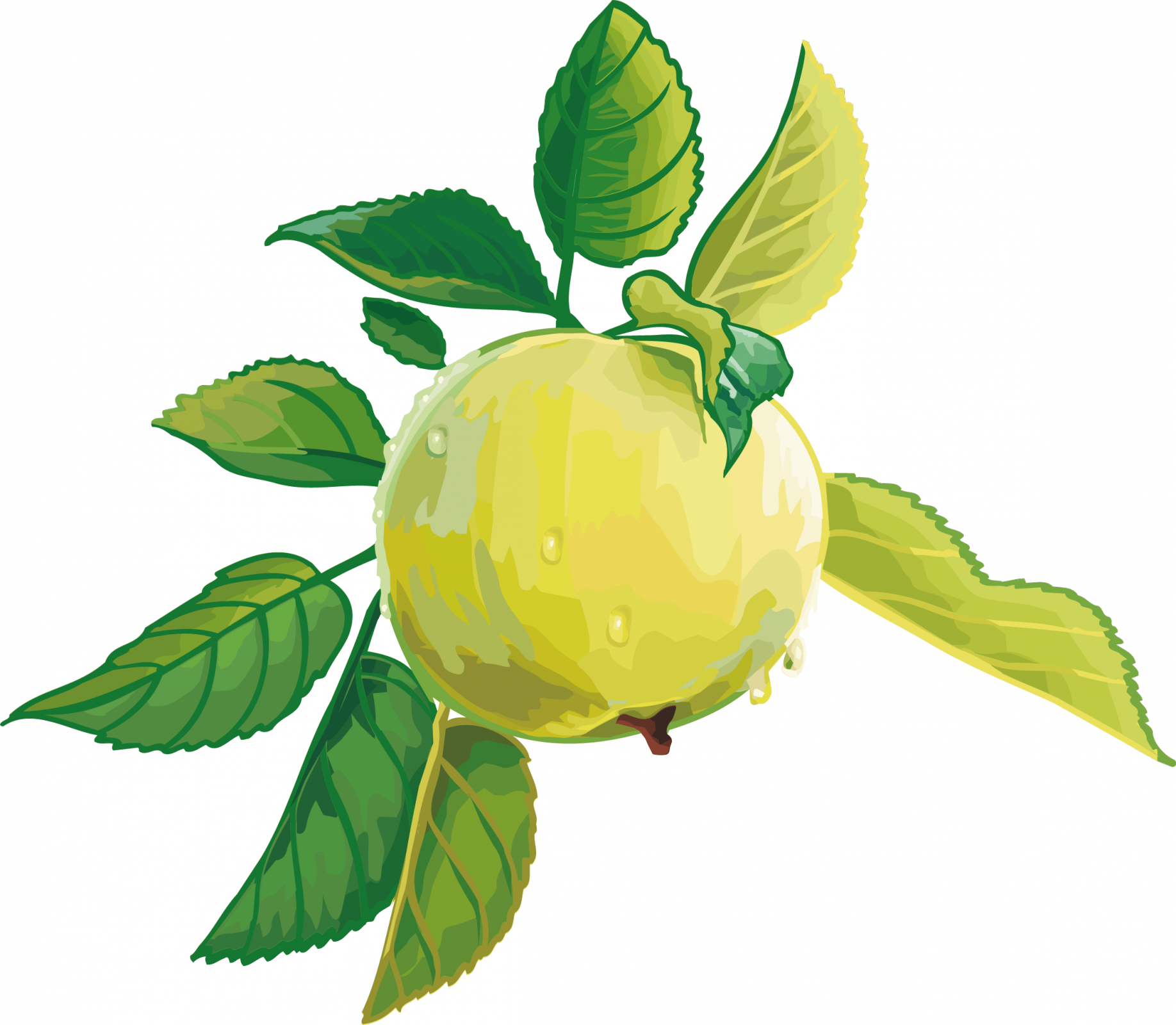 Fruit Vector - ClipArt Best