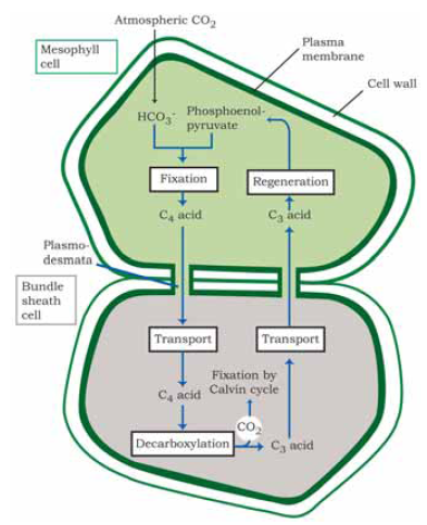 13. Photosynthesis in higher plants | Textbooks