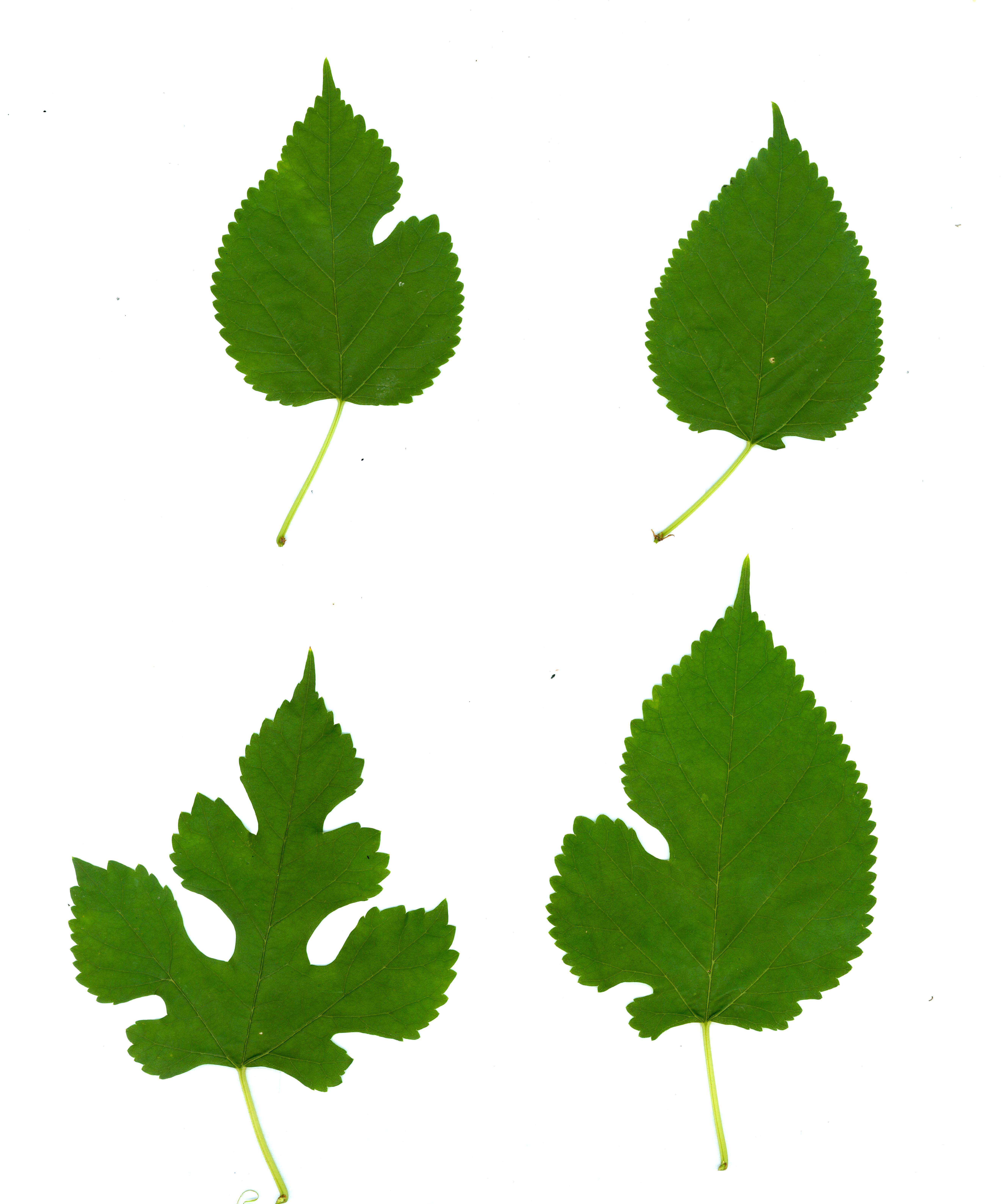 Morus_alba-leaves.jpg
