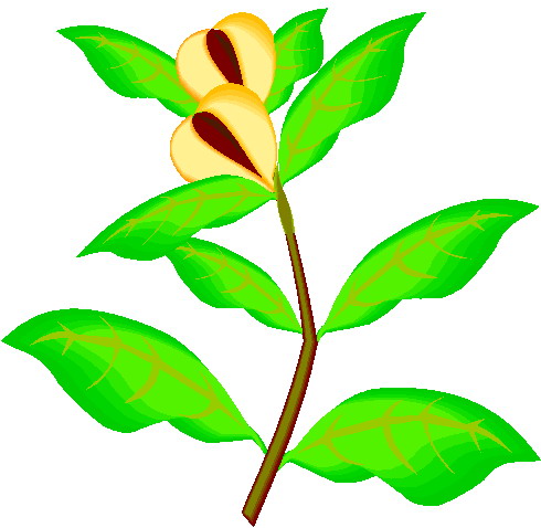 Clip Art - Clip art plants 210203
