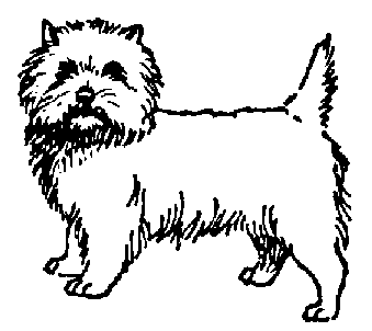 Cairn Terrier