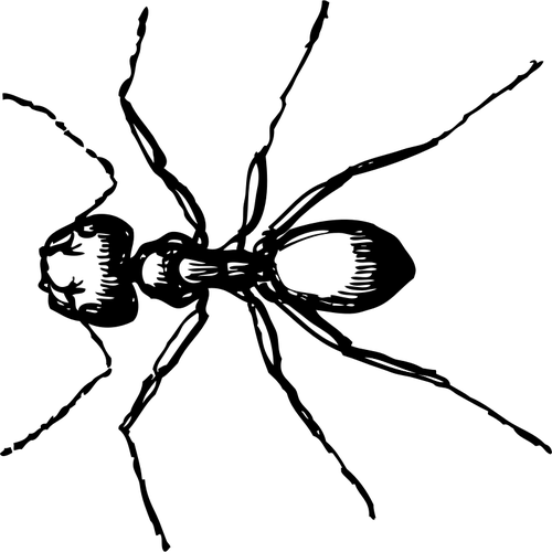 Black ant | Public domain vectors