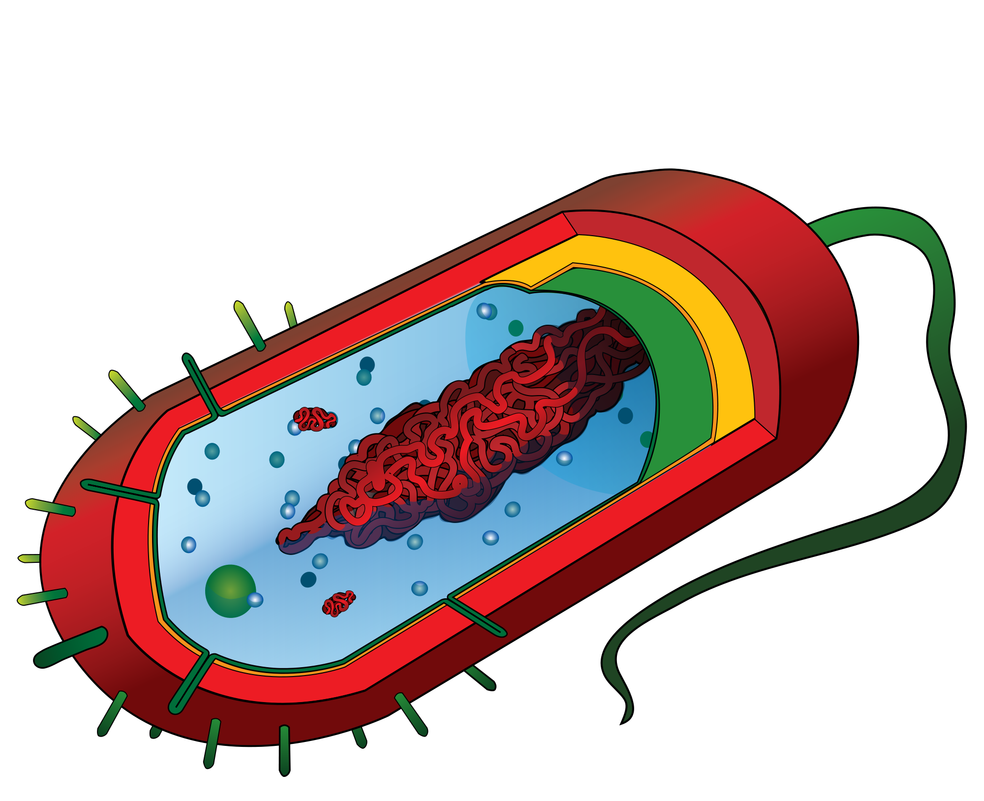 File:Average prokaryote cell- unlabled.svg