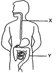 Circulatory System Diagram Not Labeled - ClipArt Best