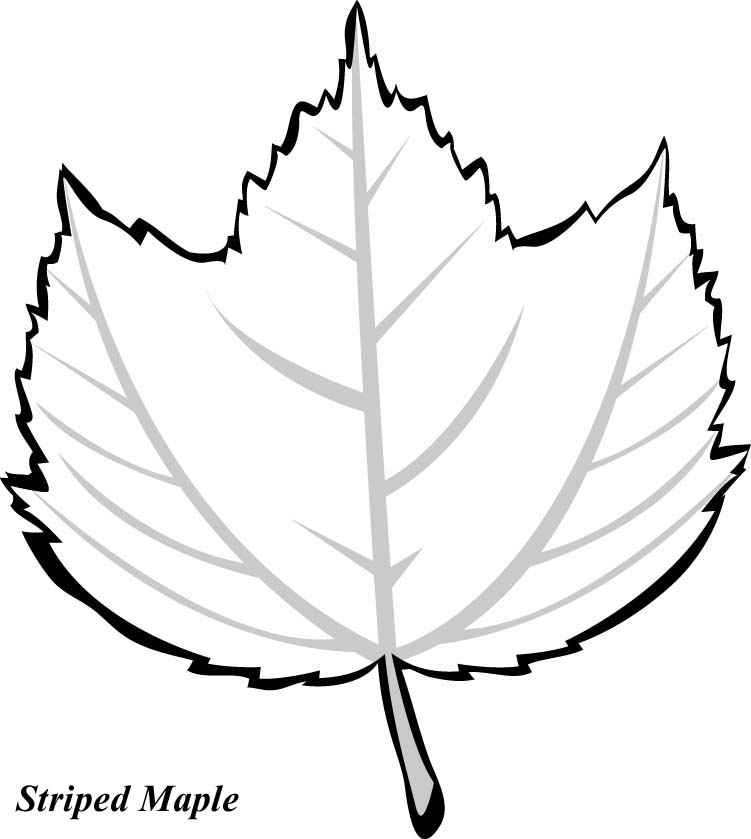 Print and Color These Leaves