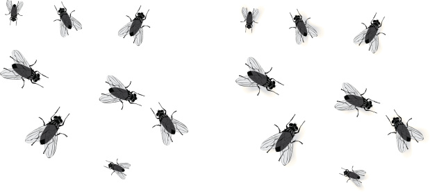Fly Clip Art, Vector Images & Illustrations