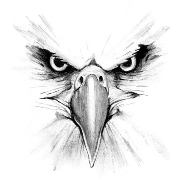 Eagle Drawing | Bird Drawings, Draw ...