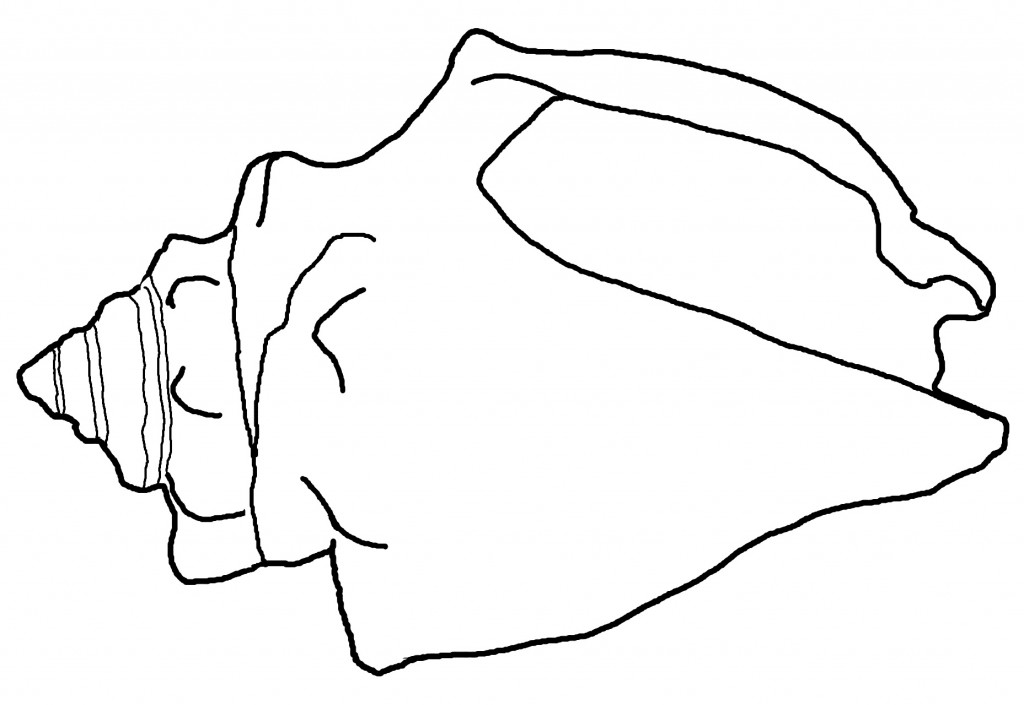 Best Photos of Seashell Coloring Pages - Free Printable Seashell ...