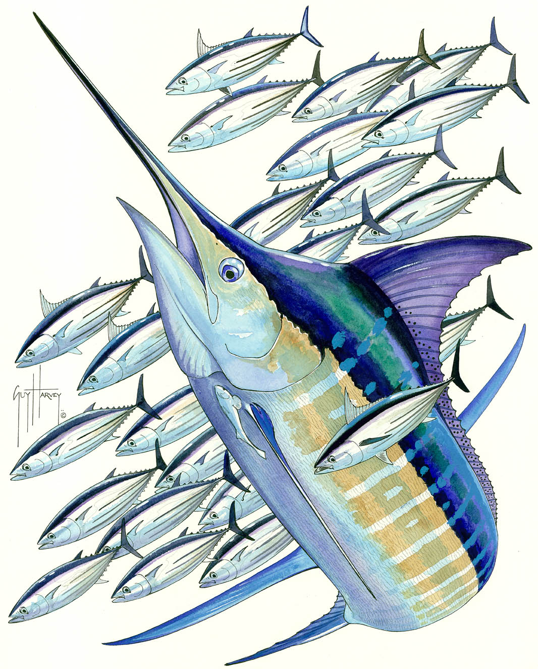 USVI Open/Atlantic Blue Marlin Tournament
