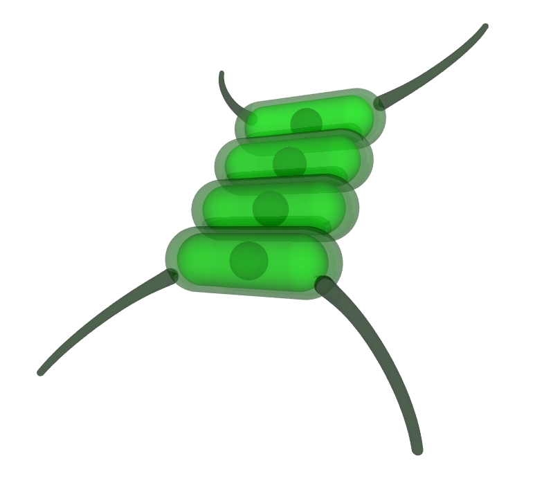 Algae