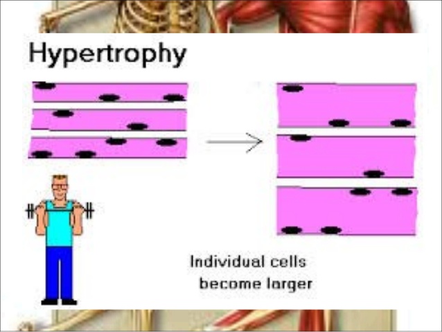 Skeletal muscle mechanics