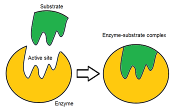 Active site