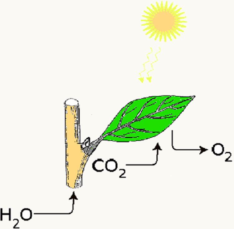 Photosynthesis Leaf Template | Free Download Clip Art | Free Clip ...