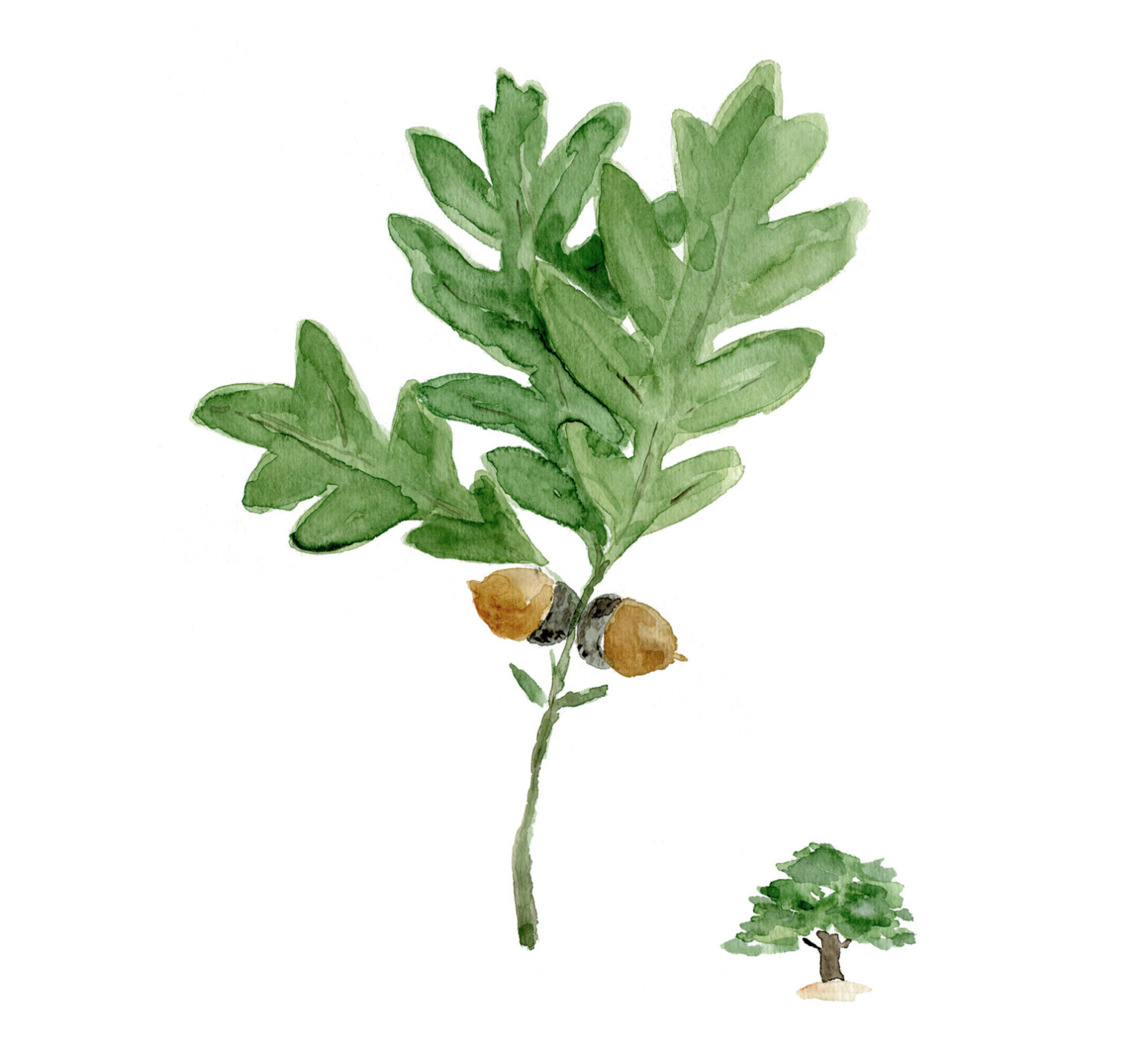 Oak Leaf And Acorn