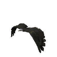 Bird Animated Pictures, Images & Photos | Photobucket