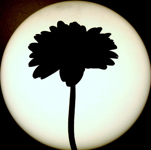35 Captivating Examples Of Silhouette Photography