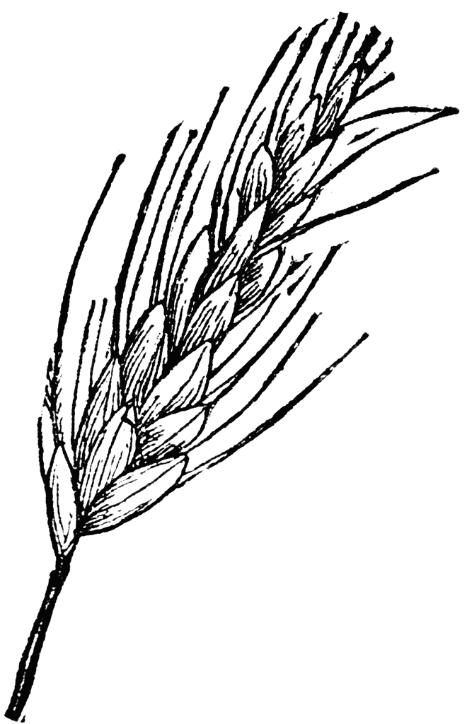 Drawing Wheat Clipart - Cliparts and Others Art Inspiration