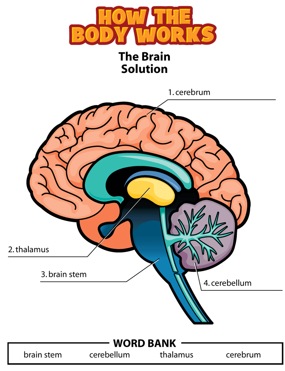 Brain Diagram For Kids Clipart Best - vrogue.co