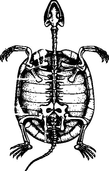Turtle Skeleton Diagram & Turtle Skeleton Clip Art At Clker Vector ...