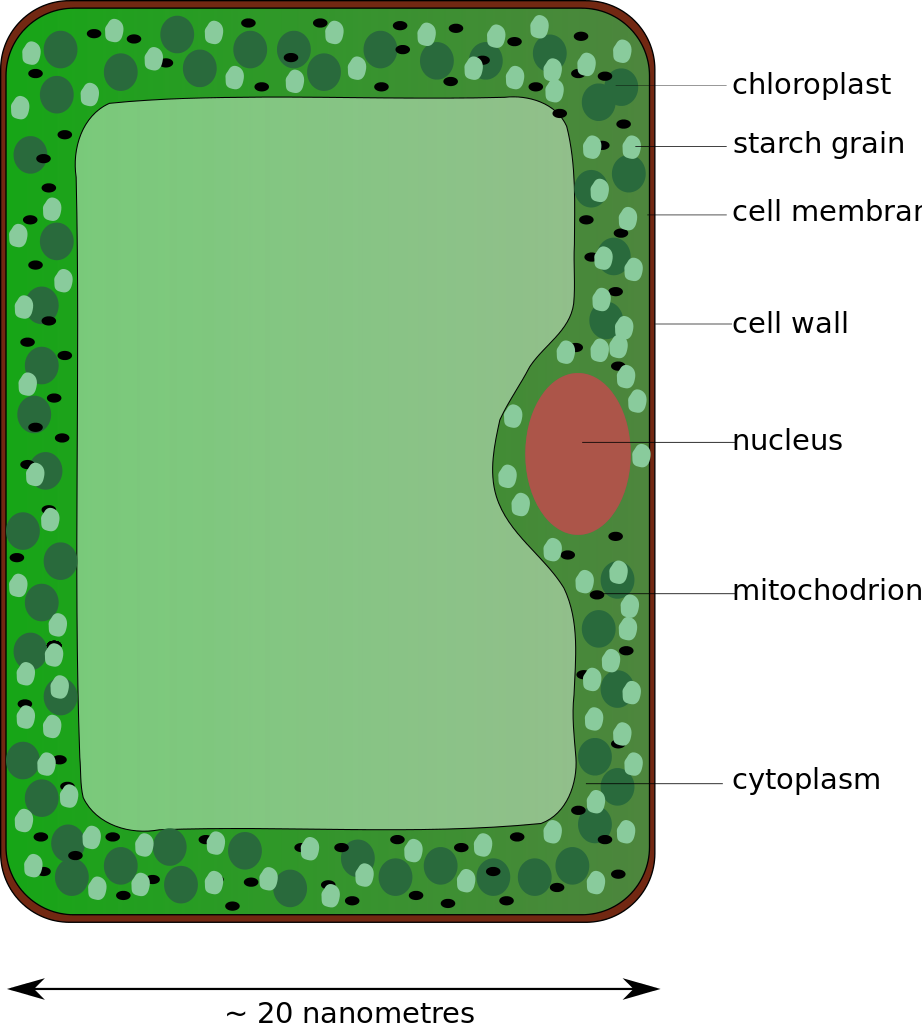 Palisade Labeled Cell Diagram - ClipArt Best