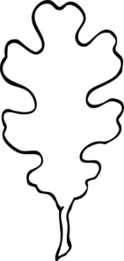 oak-leaf-outline-md.png