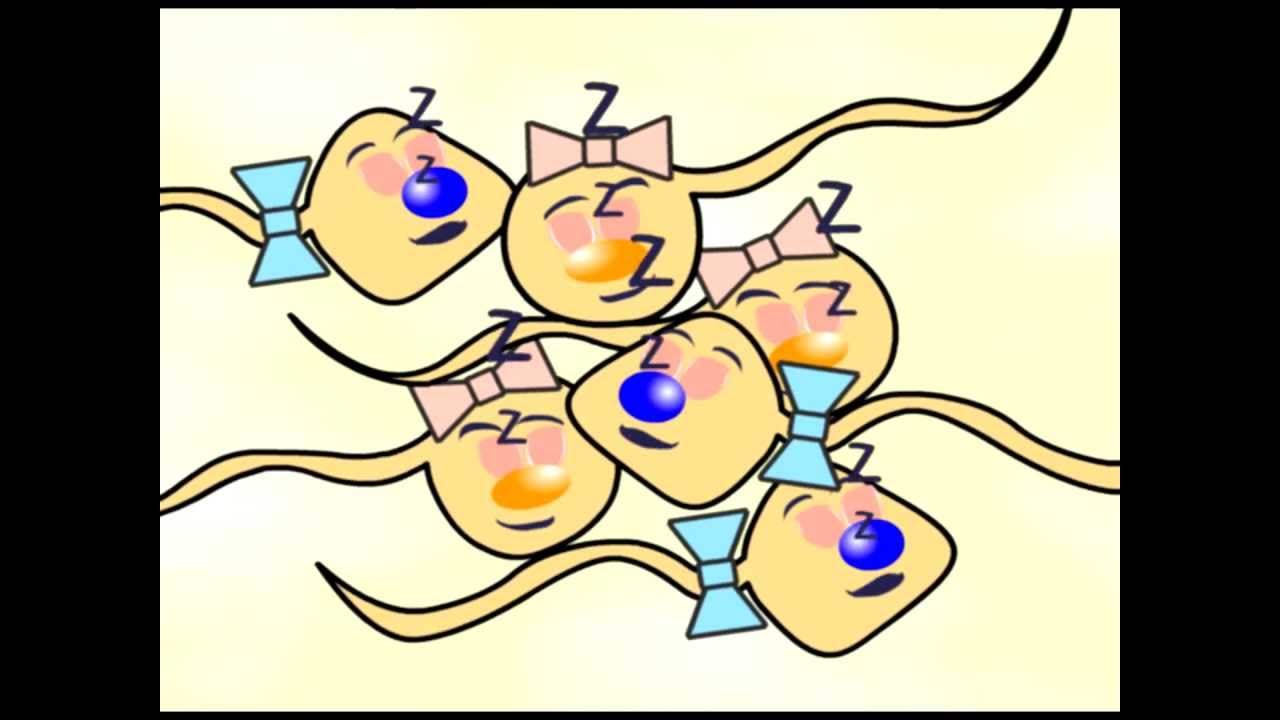 Intrauterine insemination - IUI - IUTPI. How the sperm met the egg ...