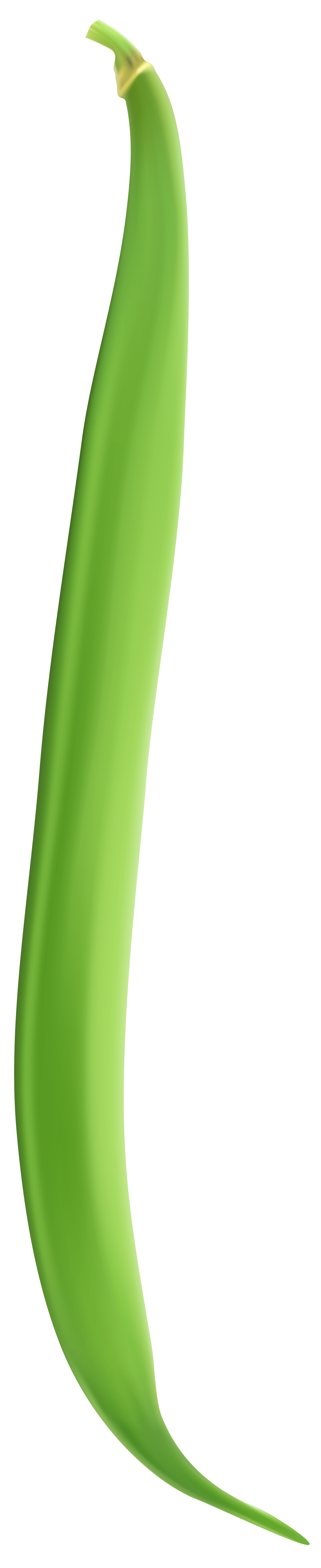 String Bean PNG Clip Art Image