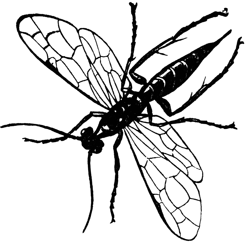 Fly Clip Art Free