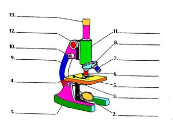 Using the Microscope