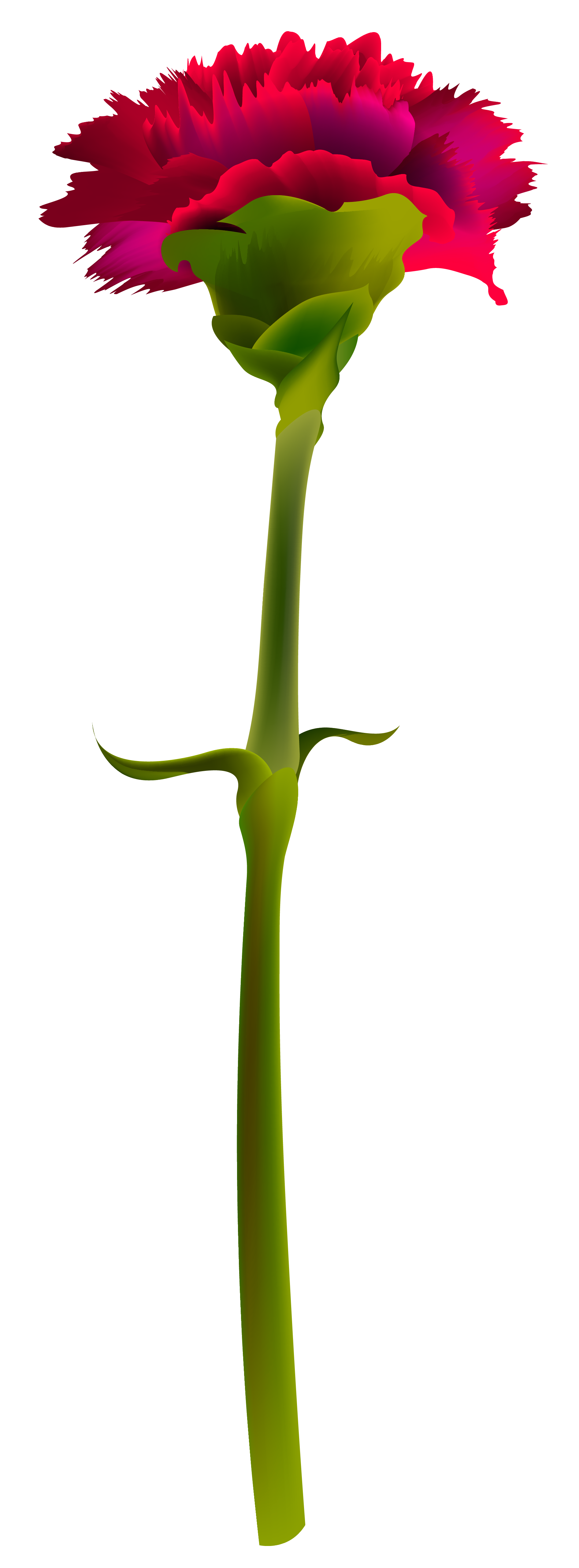Red Carnation PNG Clipart Image
