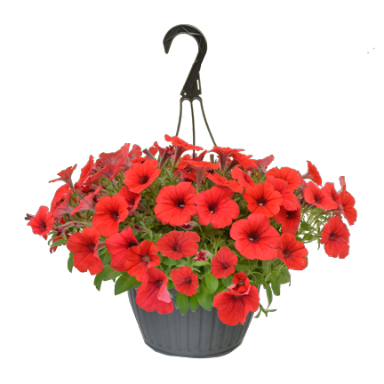 Spring Flowers and Plants West Michigan available from Luurtsema ...