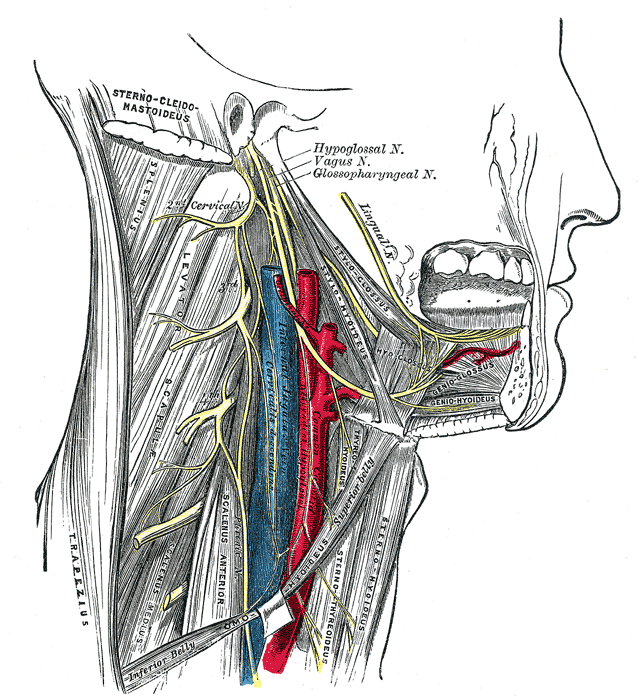 Internal Organ Map - ClipArt Best