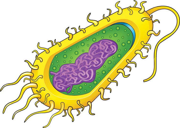 1000+ images about cells | Protein, Interactive ...
